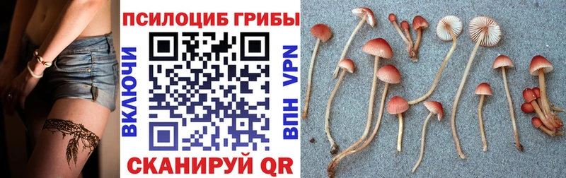 Галлюциногенные грибы GOLDEN TEACHER  наркота  Тамбов 