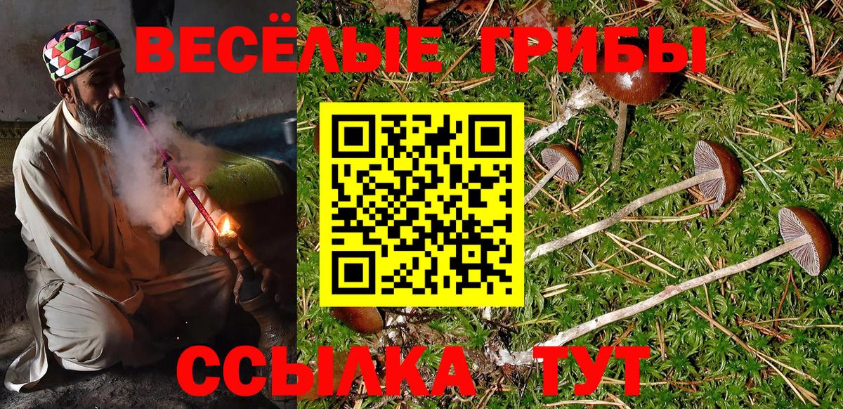 Галлюциногенные грибы Psilocybe Тамбов